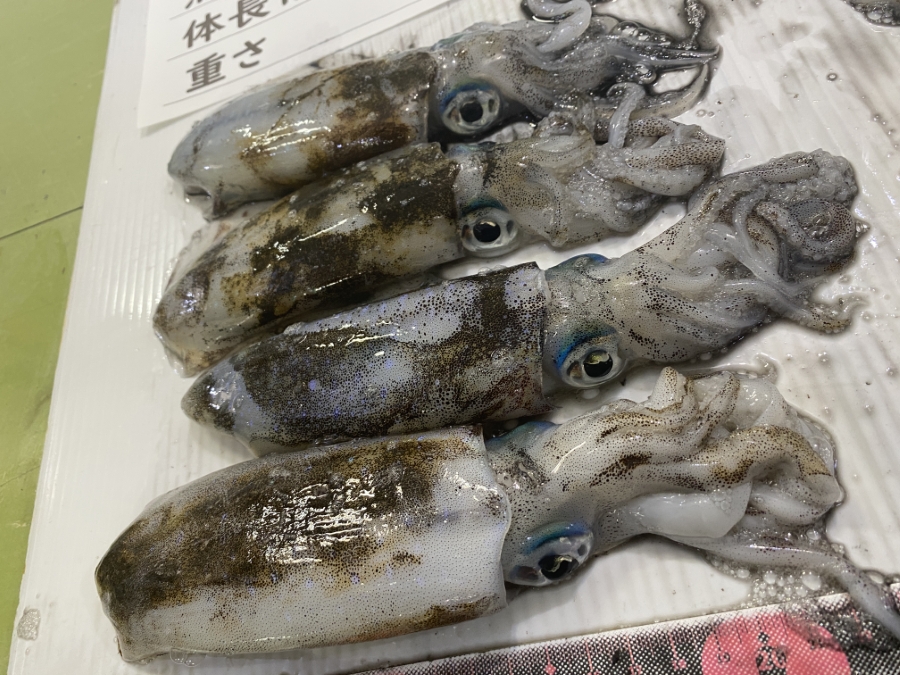 アオリイカ